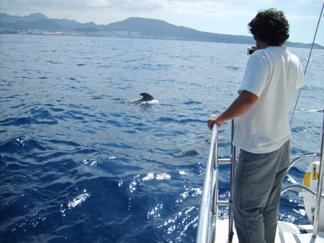 Whales and dolphin spotting tenerife